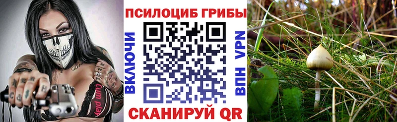Купить  Шарыпово  Псилоцибиновые грибы Psilocybine cubensis 